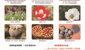 禁毒宣传图片一