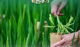 牢记总书记叮嘱 攥紧种子端牢饭碗