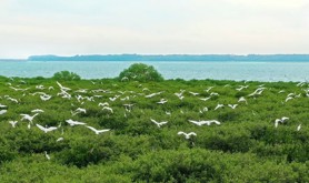 红树林精神与湛江一脉相承