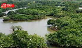 习近平广东行丨红树林之城 魅力“湛”放——走进金牛岛红树林片区